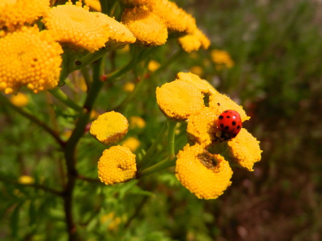 Marienkäfer mit Landeplatz