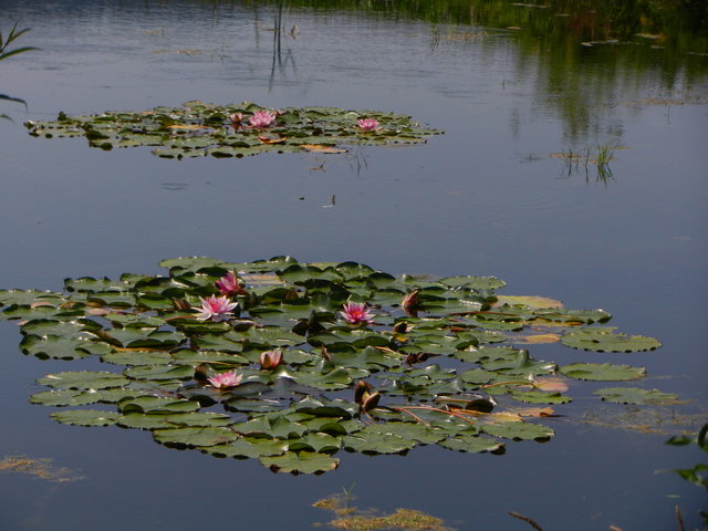 Seerosen