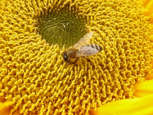 Die Einzigen, die bei dieser Hitze fleißig sing