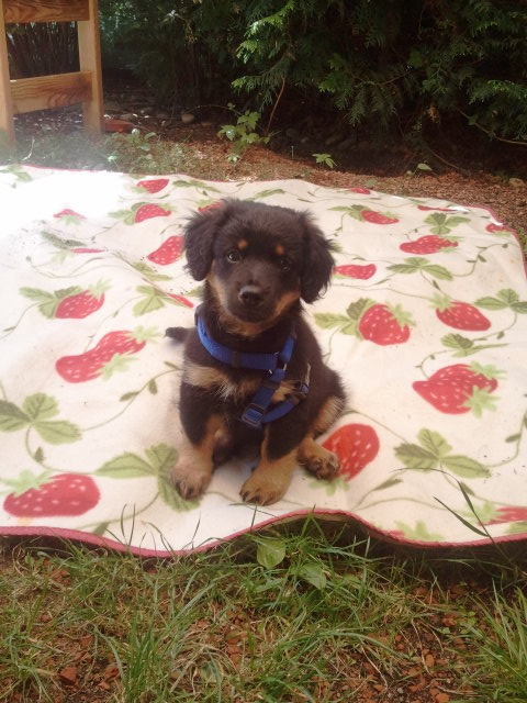 Auch Lucky genießt den Sommer im Garten