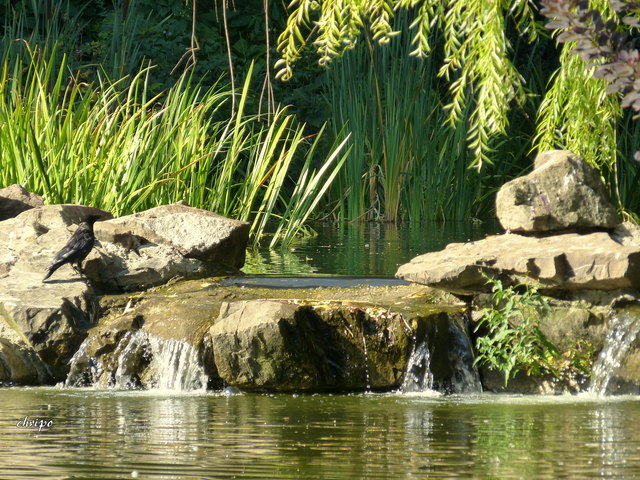 Sommer im Türkenschanzpark