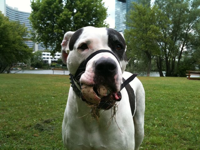 Ysha beim spazieren auf der Kaiserwiese