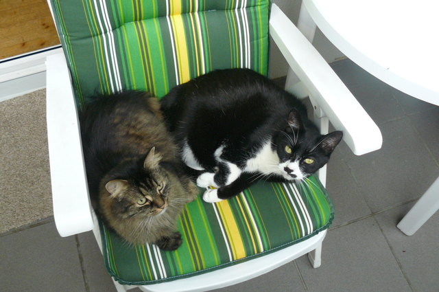 Urlaub auf Balkonien