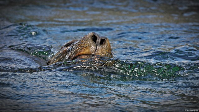 Auch bei 35°C Lufttemperatur wird ihm nicht so schnell heiß im kühlen Nass :)