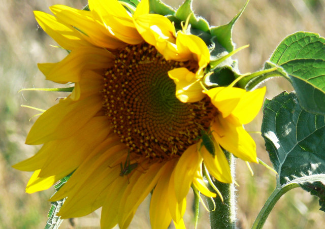 2 heuschrecken in der schattenspendenden sonnenblume