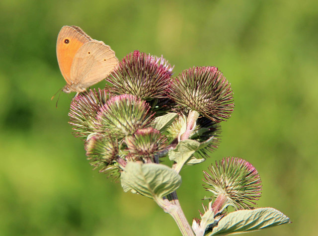 Schmetterling auf den Steinhofgründen