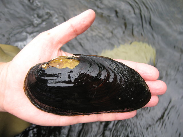 Foto: blattfisch