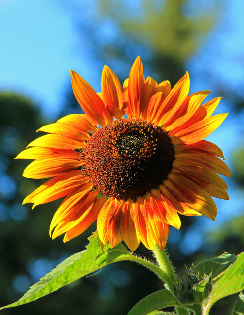Sonnenblume am Kahlenberg
