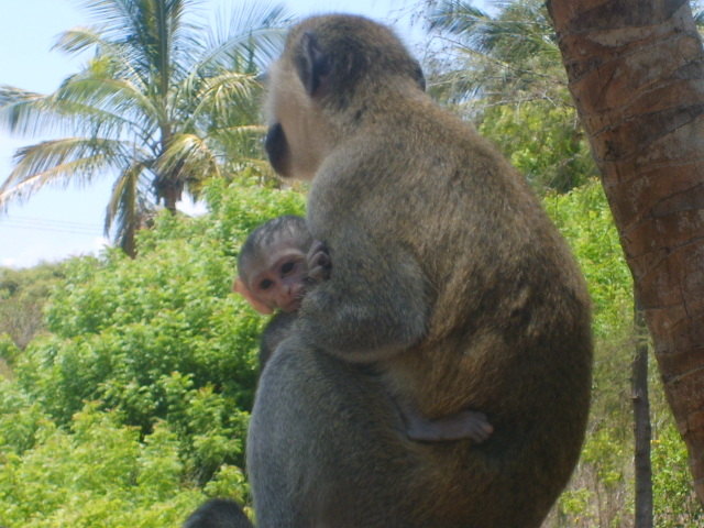 Affen Baby mit Mama in Afrika