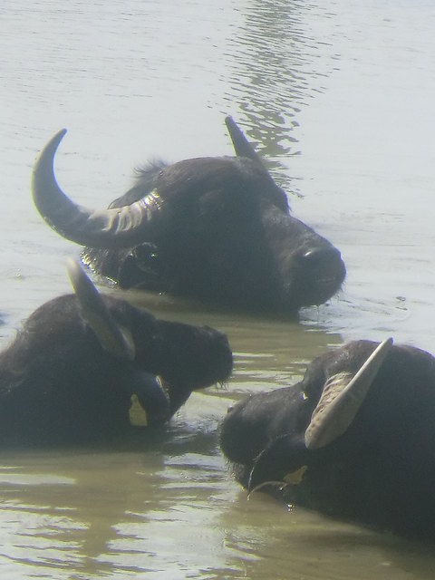 Die Wasserpüffel vom Golfplatz in Bad Tatzmannsdorf