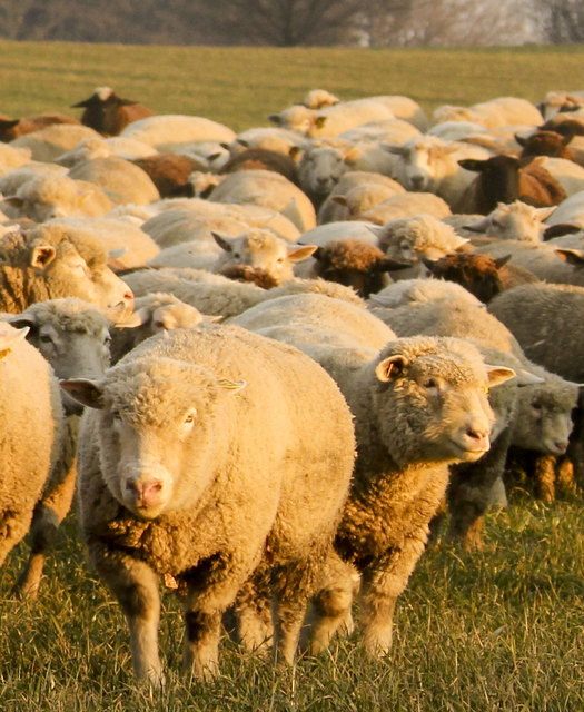 Foto: Foto Aldente / Fotolia