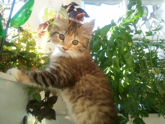 Pipi am grünen Balkon