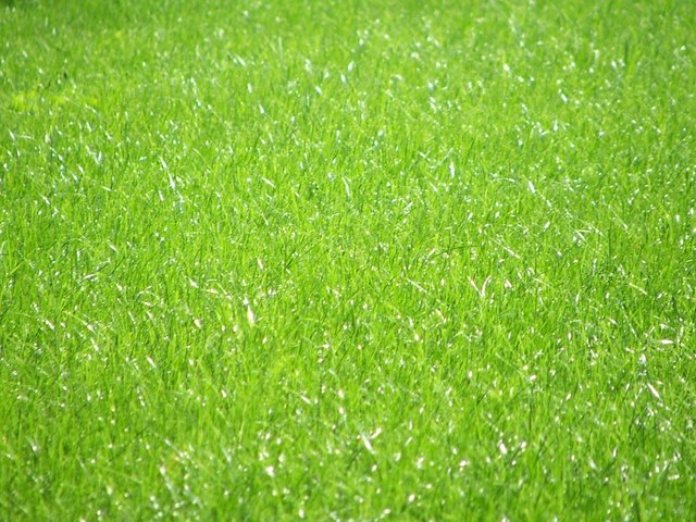 Die schöne grüne Rasen