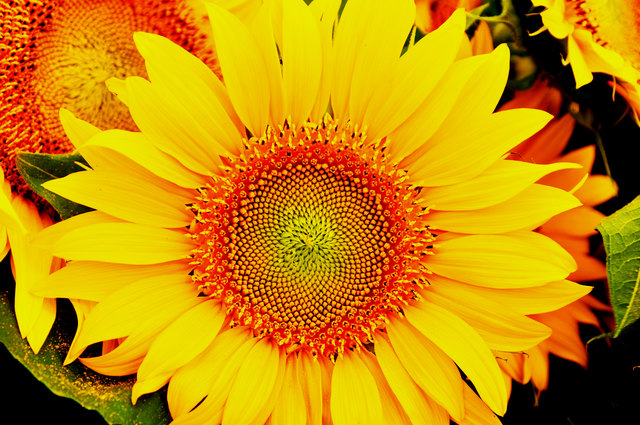Sonnenblume