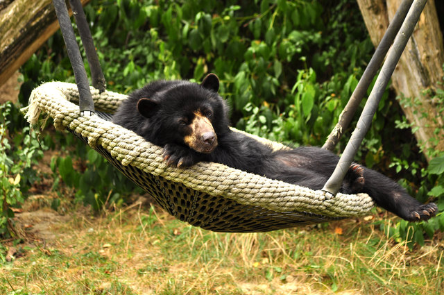 "RELAX" (Zoo schönbrunn)