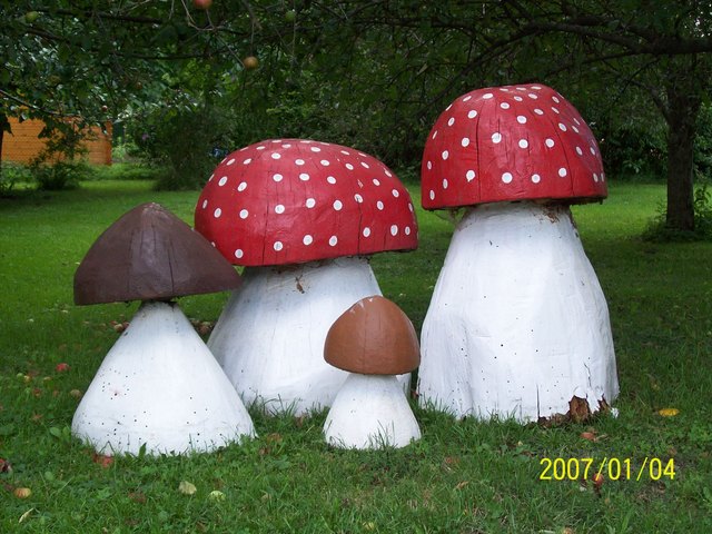 Frische Pilze aus dem Wienerwald