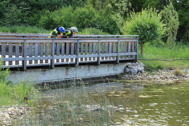 Die Sommer-Stimmung. Aufnahme: Nationalparkhaus Wien-Lobau