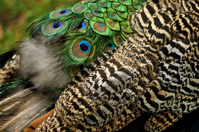 Pfauenfedern (Zoo Schönbrunn)