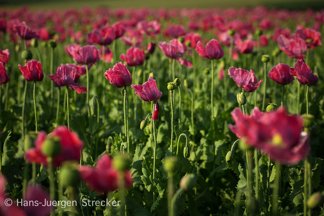 Sommerzeichen - Waldviertler Mohn