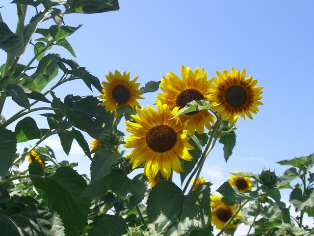 Sonnenblumen im Gemüsegarten Wien 2012