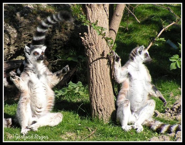Sonnenanbeter im Tiergarten Schönbrunn