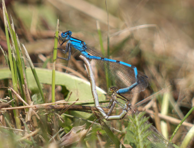 Muss Libellenliebe schön sein