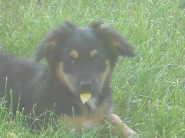 Xenia geniesst die Sonne im Grass