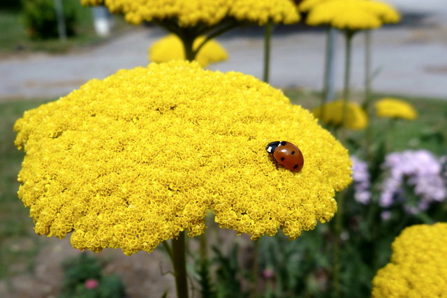 Wien, ein schöner Platz zum wohnen