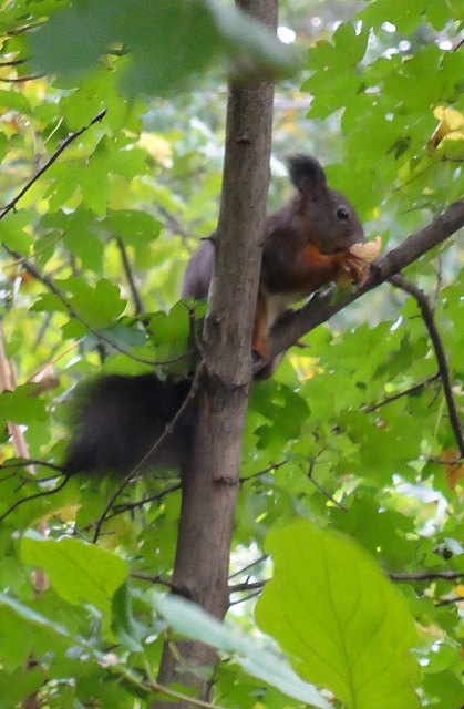 Walken in Schönbrunn