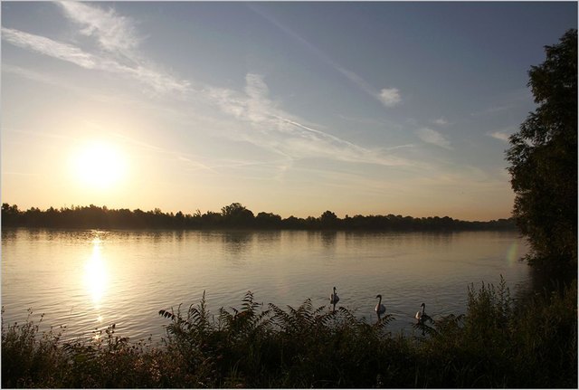 Schwäne im Morgenlicht
