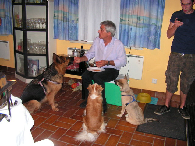 Drei hungrige Hunde beim "Restlessen" nach dem Gartenfest