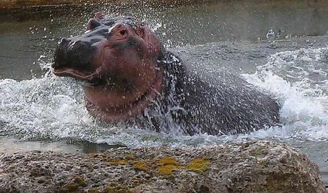 ABKÜHLUNG IM TIERGARTEN SCHÖNBRUNN