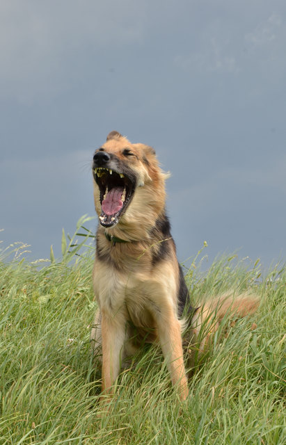 Das ist doch zum Schreien....