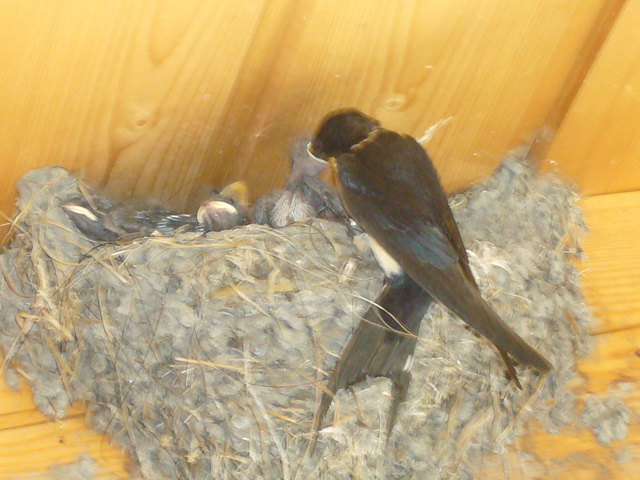 Unermüdliche Eltern stopfen pausenlos hungrige Mäuler