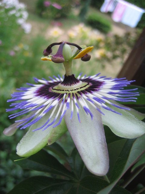 Die aufblühende Natur bewundern