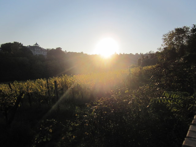 Sonnenuntergang über den Weinbergen