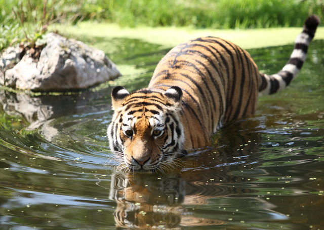Sommer im Tiergarten Schönbrunn