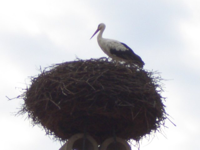 Der Storch ruht sich aus