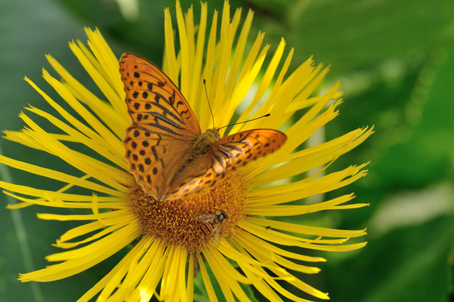 Einen wunderschönen Sommertag :-) !!