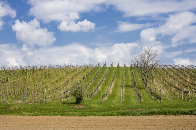 weinreben in stammersdorf