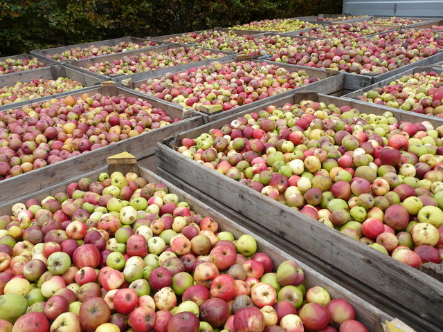 Die steirischen Äpfel kommen in Form von Trinkessig bis nach Japan. | Foto: KK