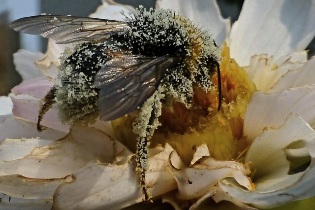 Diese fleißige Hummel muss in den Blüten förmlich gebadet haben. Bei so viel Ballast konnte die Brave fast nicht mehr fliegen!