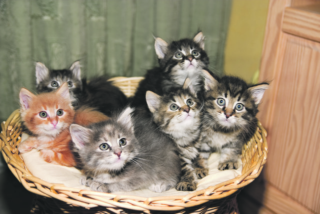 Ungewollter Katzennachwuchs, der keine Abnehmer findet, wird nicht selten lieblos entsorgt. | Foto: fotolia/Paul Becker