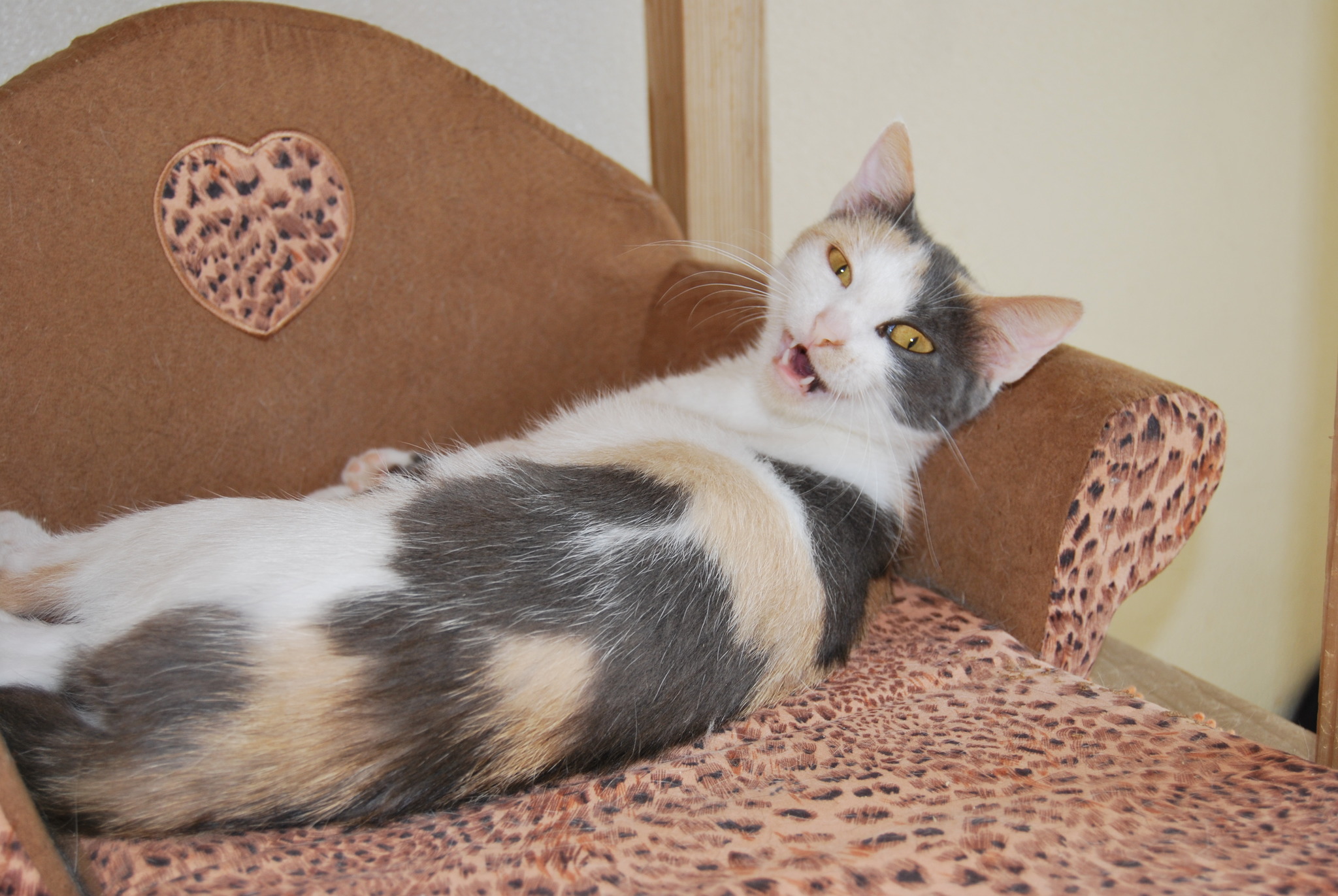 Liebling der Woche Katze sucht neues Zuhause Linz Liebling der Woche Katze sucht neues Zuhause Linz