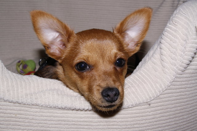 Unsere kleine zickige Bella