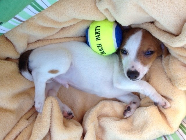 Unser kleiner Liebling Vito