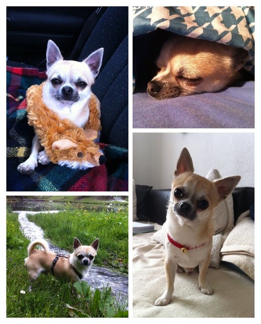 Unser Liebling Cody!