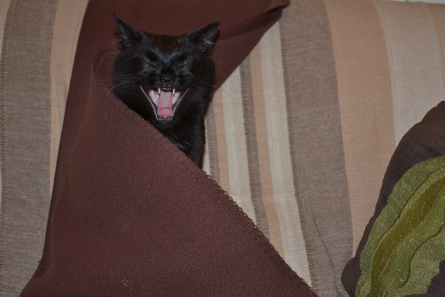 da glaubt wohl wer ein löwe zu sein