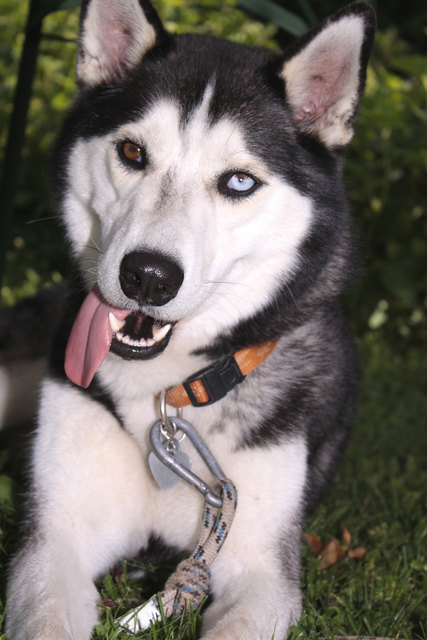 Der freundliche Beschützer, Aaron