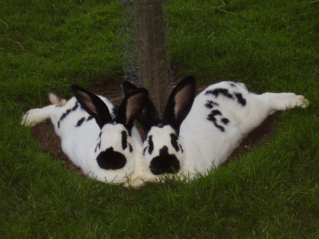 Unsere glücklichen Hasen "Maxi & Pincky" im Partnerlook...  ;-)